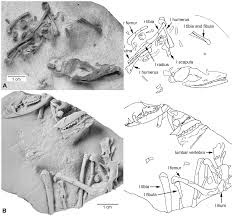 Herpetotherium skeleton