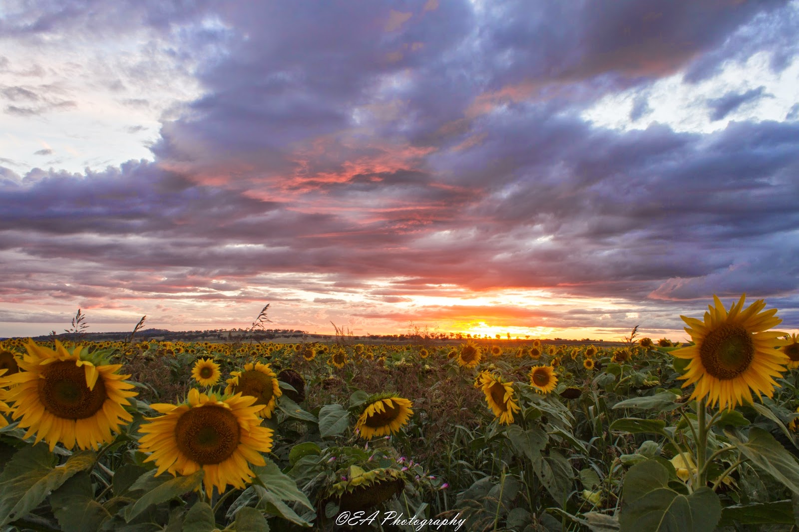 The Greatest of These is LOVE Sunflower Fields near Warwick, QLD