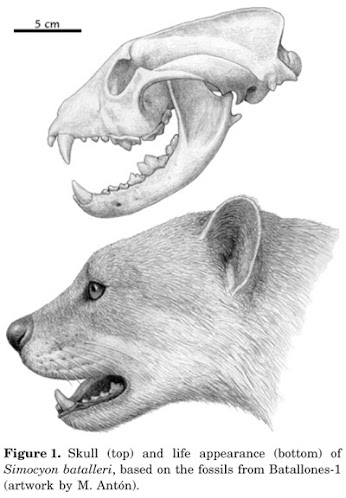 Simocyon skull