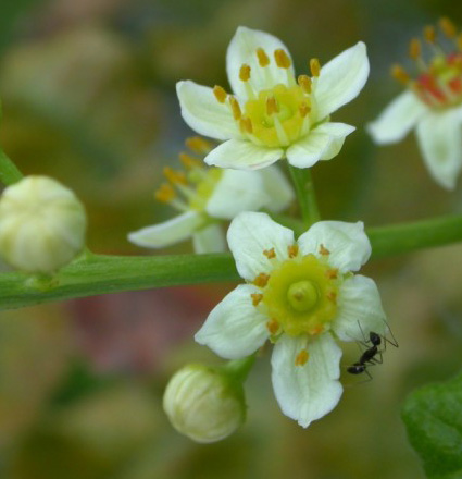frankincense prima fleur co2 extract