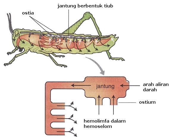 Biologi 4 5: Sistem Peredaran Darah Serangga