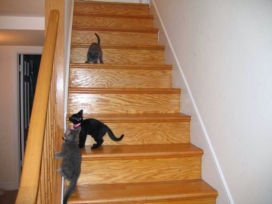 modern basement stairs