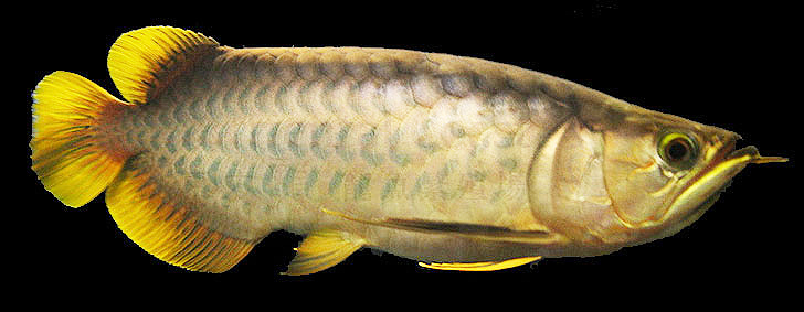 Banjar Red Asian Arowana Fish Stockphoto