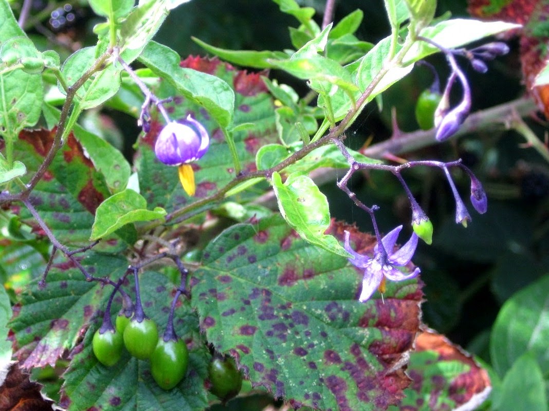 Filnore Woods Blog Nightshade but not deadly