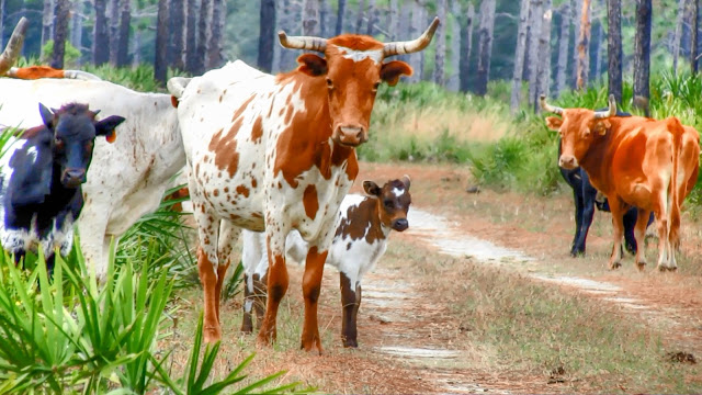 Free Range Cows Cattle in Florida