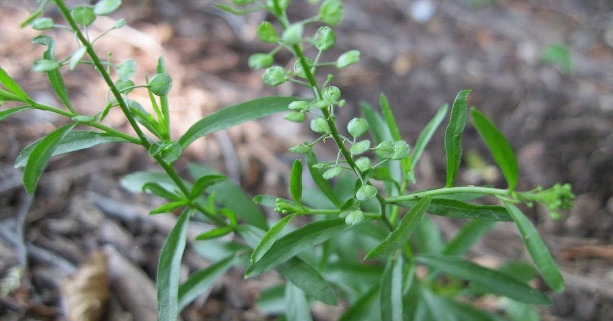 Wild Edible Texas Peppergrass