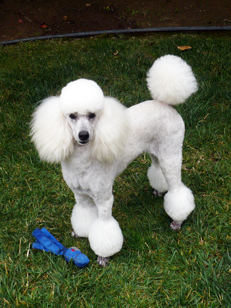 Image Result For Miniature Poodle Breeders Va Image Result For Miniature Poodle Breeders Va