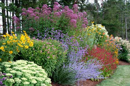 My Garden Diaries: perennial combinations on my mind