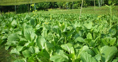 MANFAAT SAYURAN SAWI