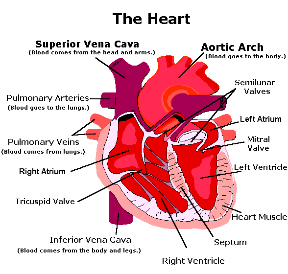 Cardiovascular System For Kids