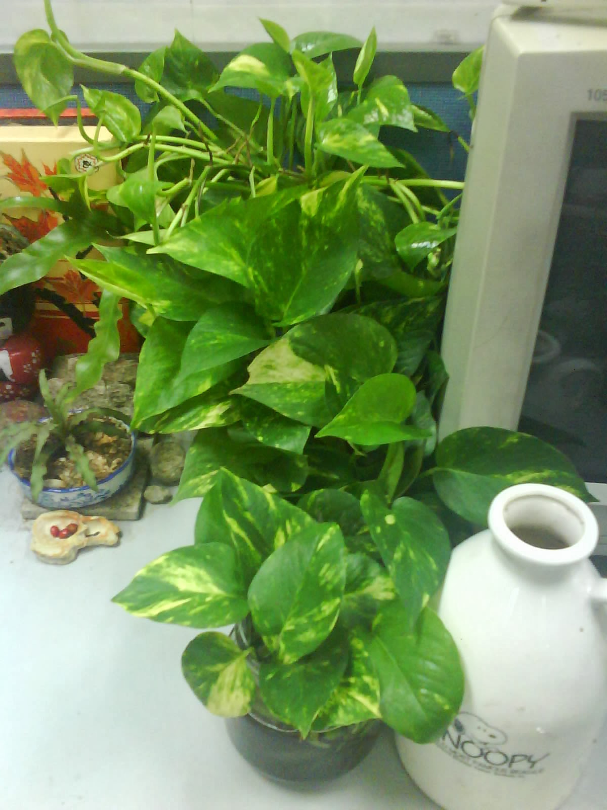 Garden Chronicles Indoor Plants Office Cubicle