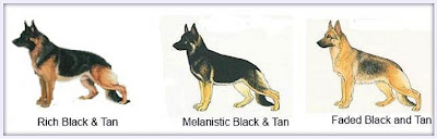 German Shepherd Dog Information and Pictures German Shepherds