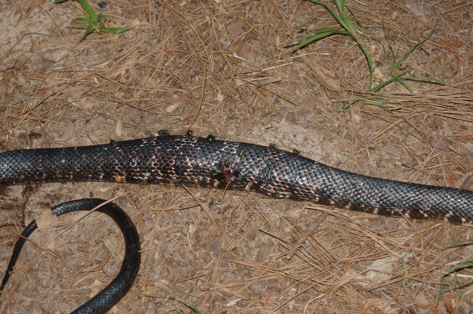 Becky's Barnyard Remedies