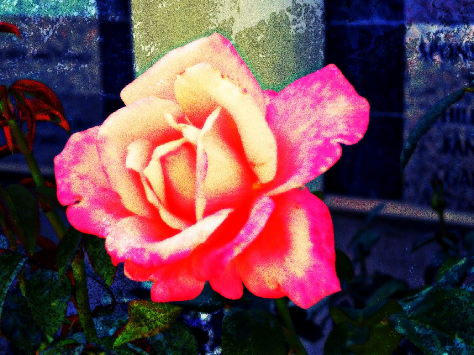 SueAnn's Journey Flower Art Friday!! A rose is just a rose!!!!!