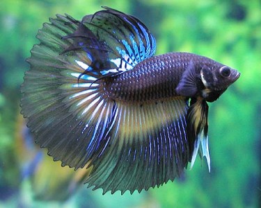 betta fish pictures betta fish pictures