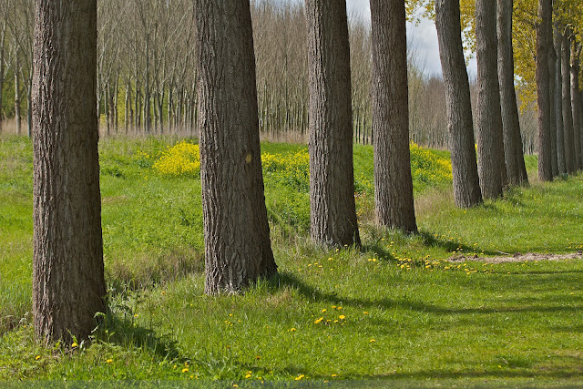 Robbenoordbos - Robbenoord forest