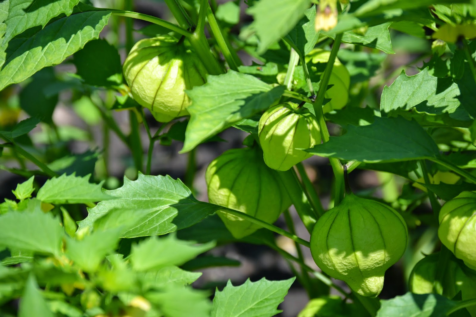 Tomatillos can be started indoors in a house approximately57 weeks