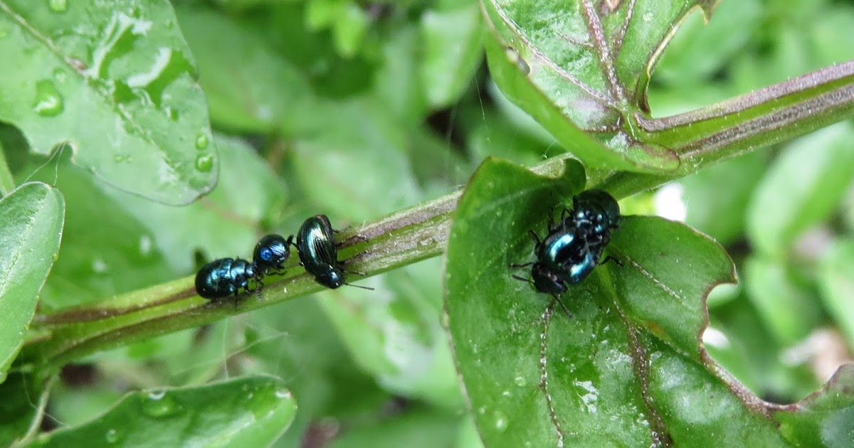 Cataloguing Cullaloe Mustard/Watercress Beetle, Phaedon cochleariae