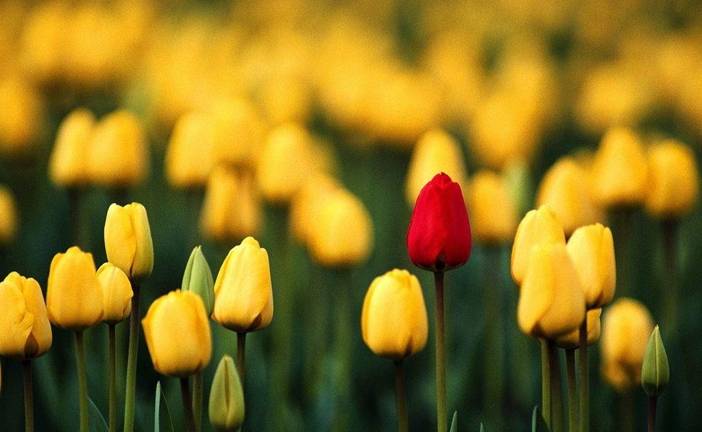 Christmas love messages by lovewishesquotes Blooming Flowers