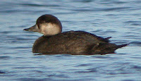 Black Scoter