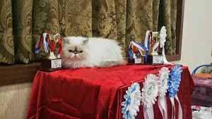 "Cream Dream" owned by Mr Yasser.Jabri sitting with its collection of prizes.
