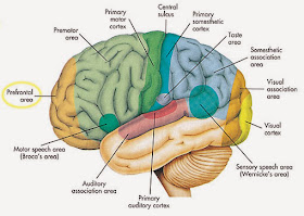 otak.jpg