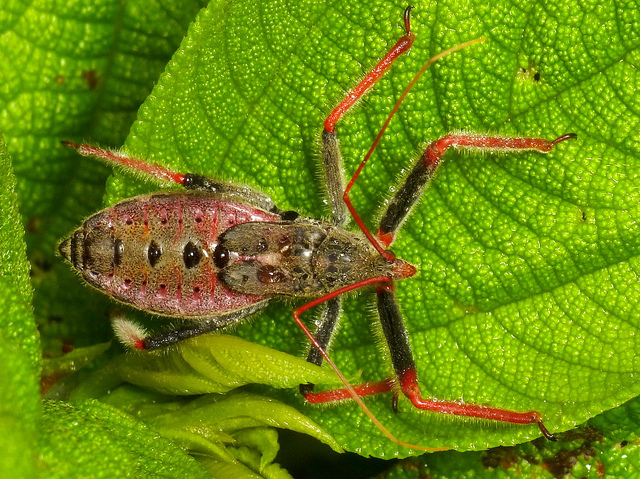 Incríveis fotografias de insetos em Macro