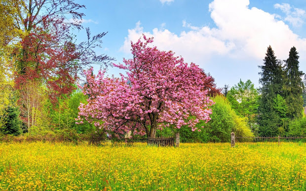 wallpapers spring desktop
