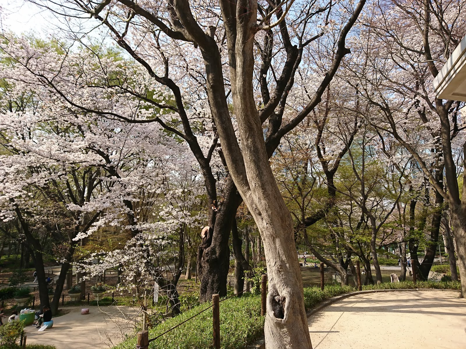 八木東一のブログ 3 28 新宿中央公園富士見台六角堂に行った 秋にはモミジが綺麗だが今は桜が綺麗だ