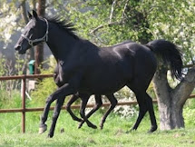 Trakehner Stute "Haustochter" †