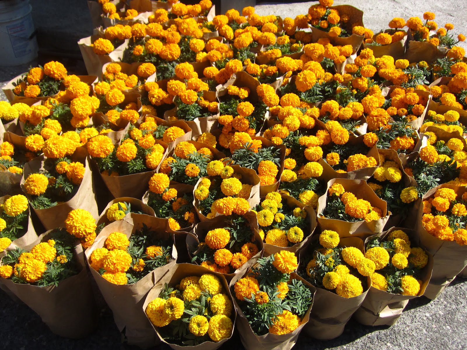 Mercadito de los Muertos - flor de cempasuchil