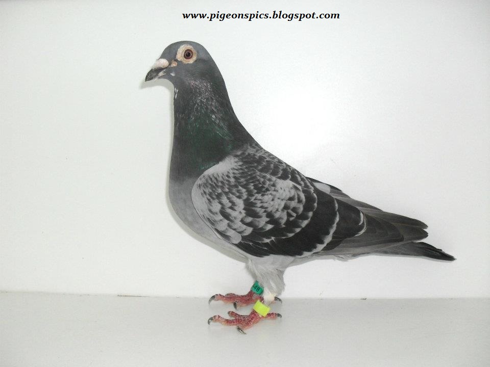 Racing Homer Pigeon Images Download Racing Homer Pigeon Images Download