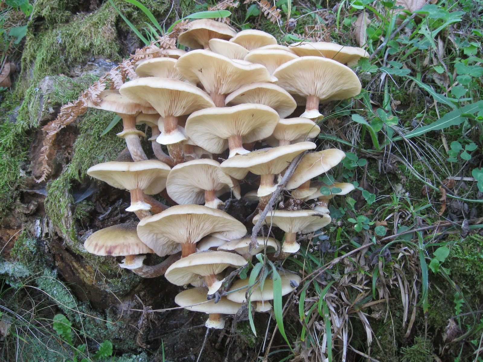 il sapore della terra: FUNGHI CHIODINI