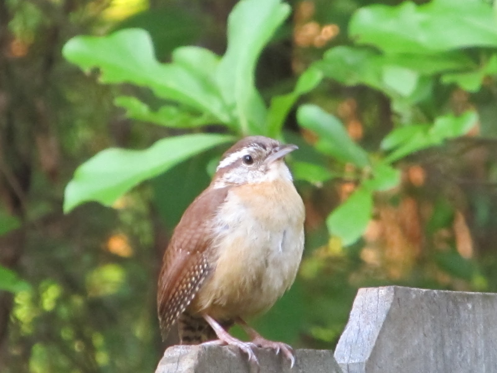 Girl With An English Heart Wren's Nest and OspreyCam