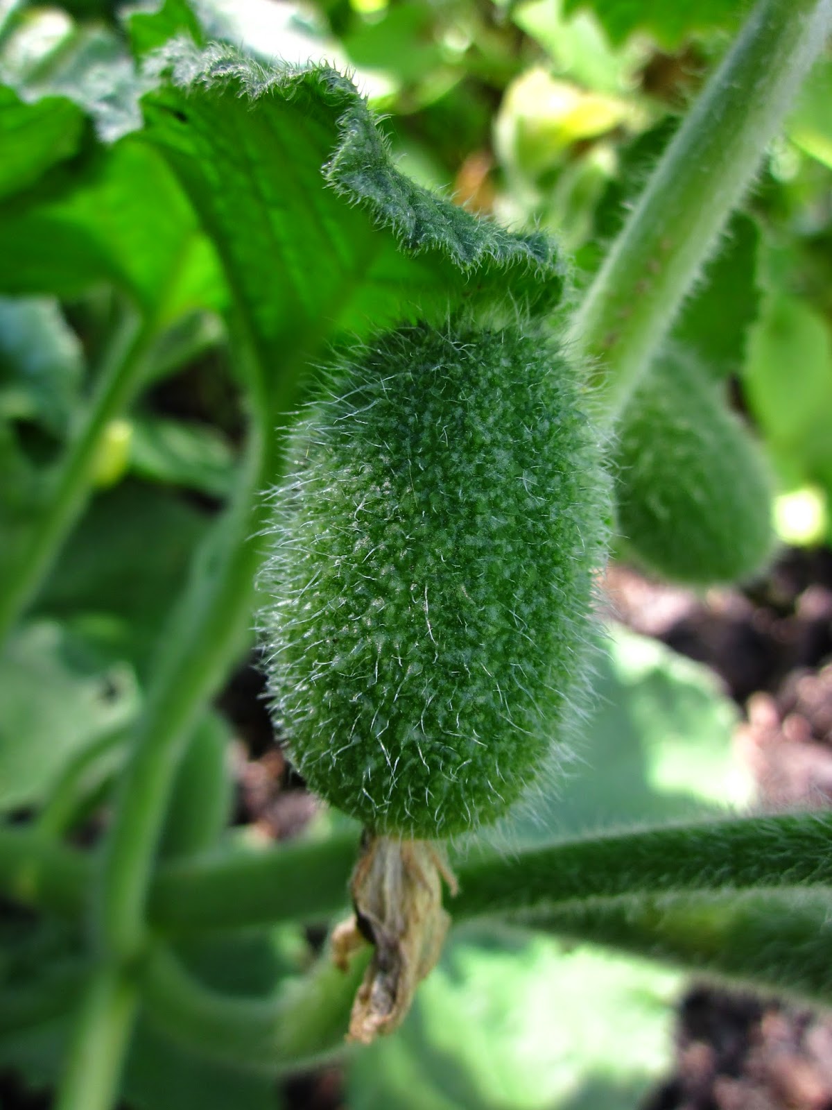The Shocking Impact Of The Swaggy Cucumber Leak - ctbcs28