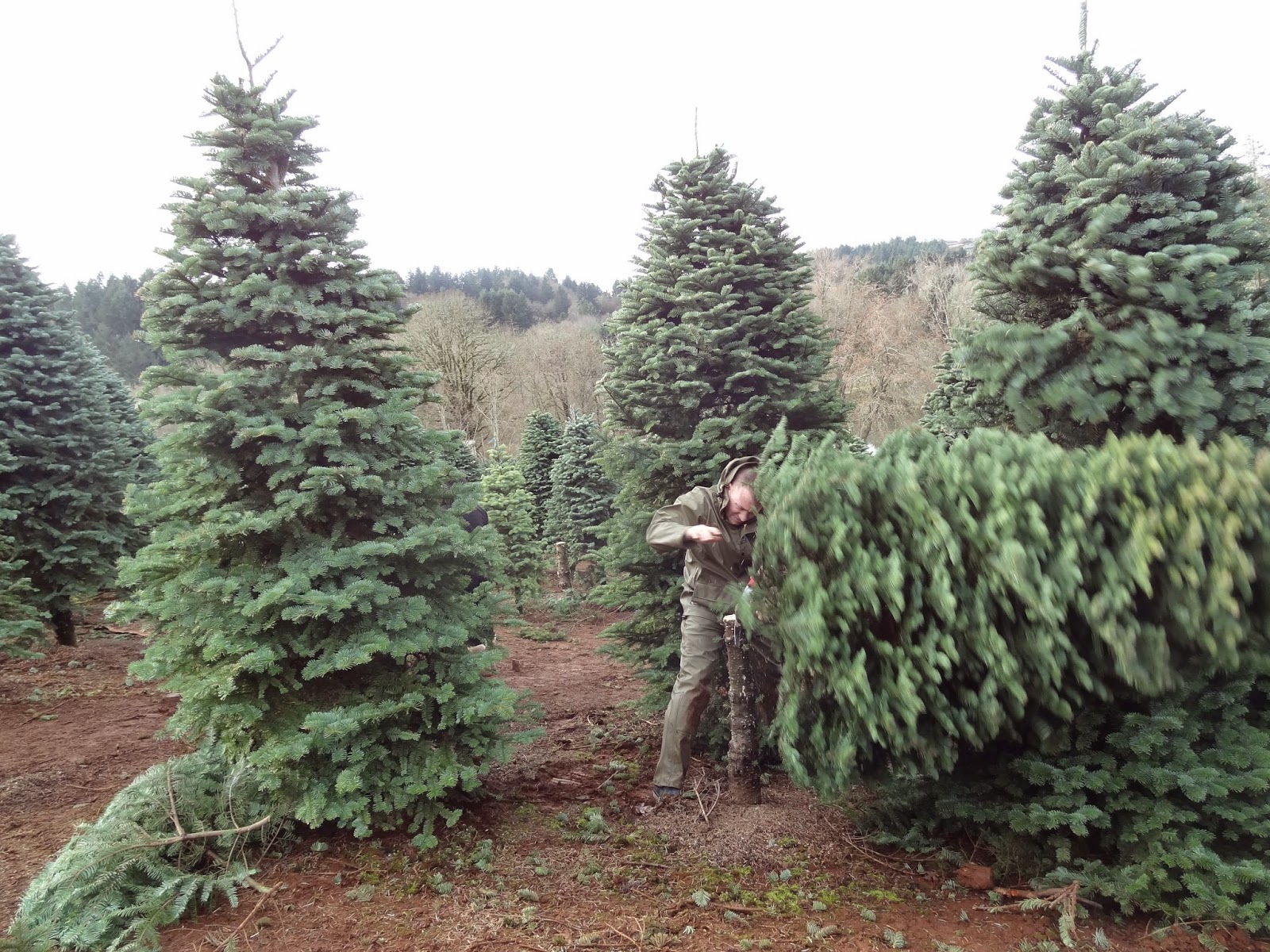 Happy Holidays - Everyday Obscurity