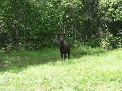 Moose #2