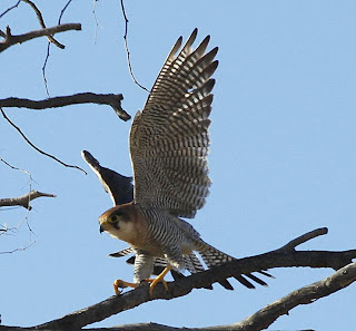 Falcon on the tree