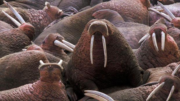 walruses.jpg