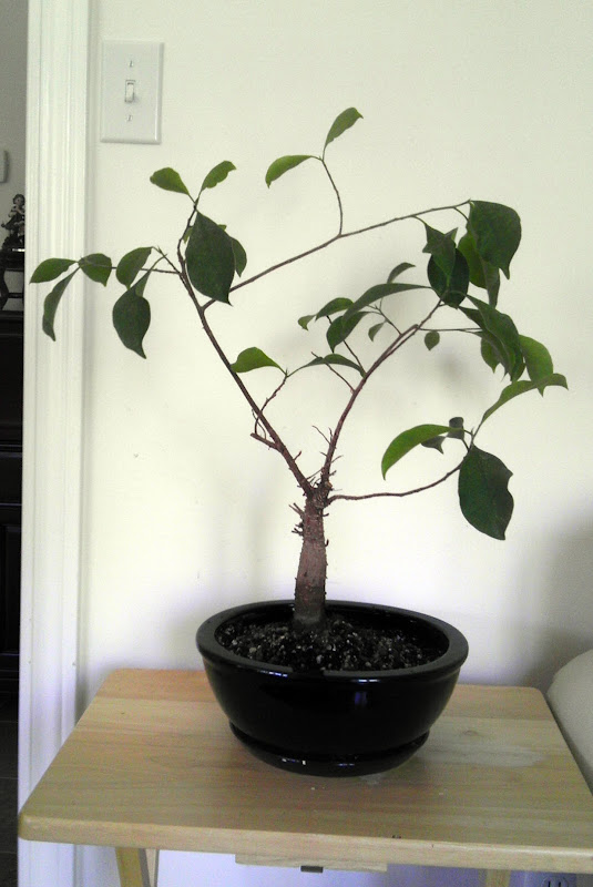 Ficus Retusa - Shaping help!!! Ficus+retusa