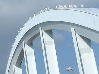 岩松橋の上にカモメの大群発見