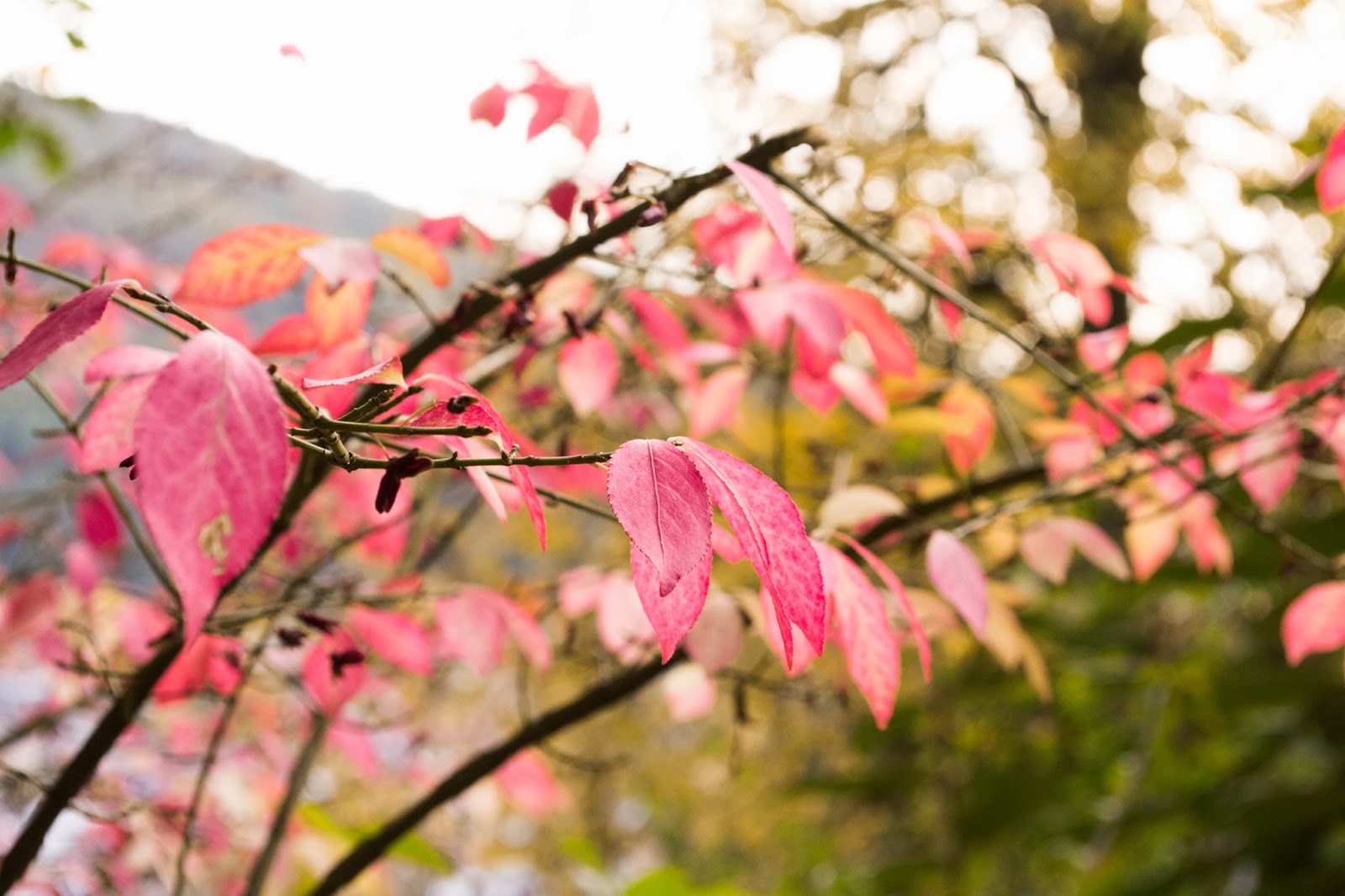 Can T Even Move But I Miss You Most Of All My Darling