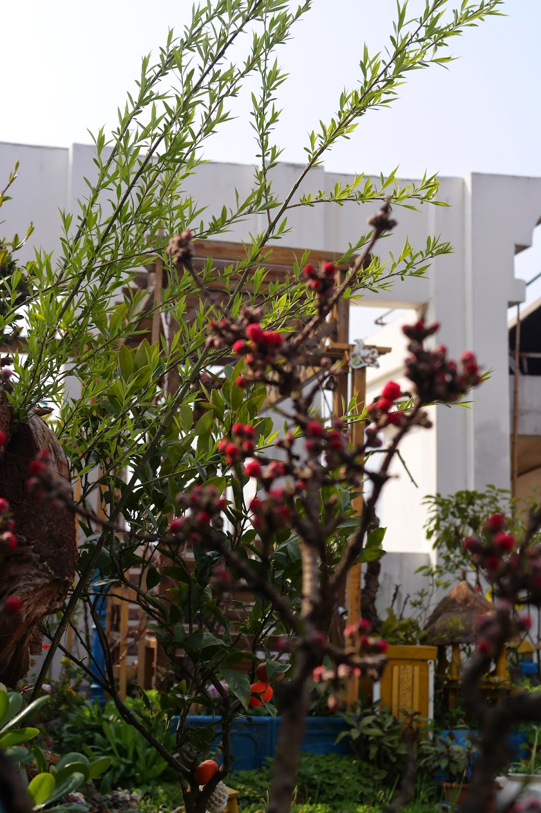 波特兰先生的博客 趣议古代中国植物文化演变