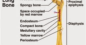 Bone Marrow