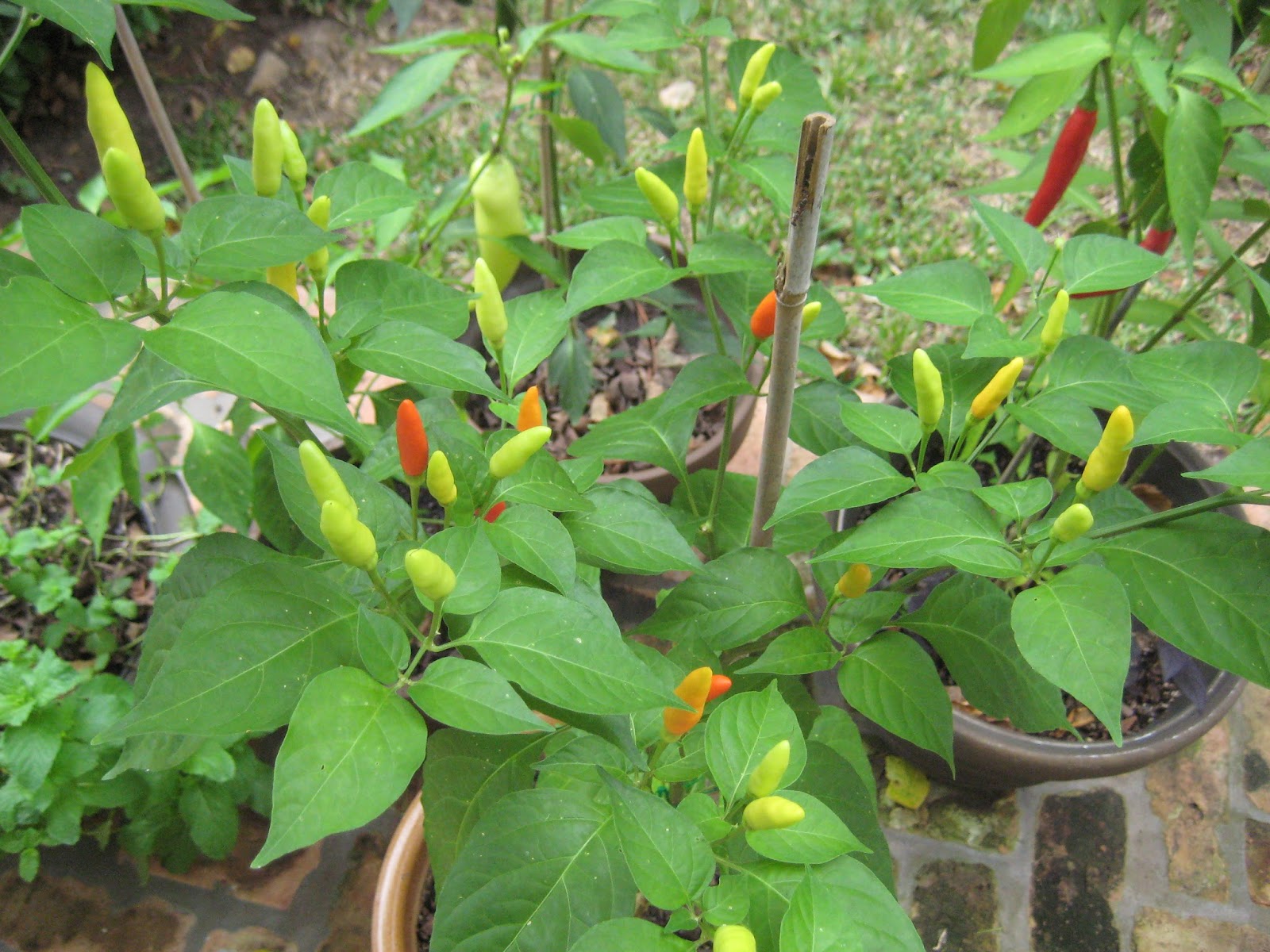 Living Life in Louisiana Pepper Plants
