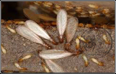 دورة حياة النمل الأبيض تحت الأرضي (الجزء الثاني) Life cycle of subterranean termites
