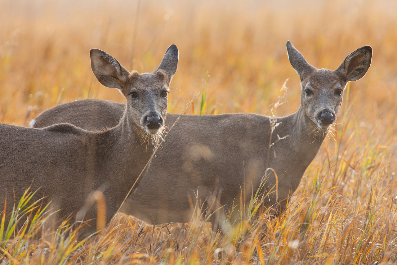 Top 22 Most Beatiful Beautiful DEER Wallpapers In HD