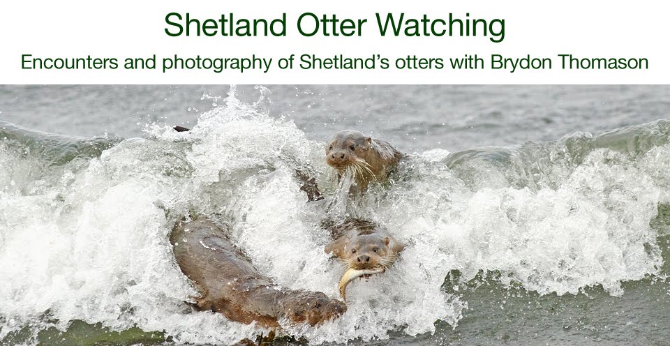 Shetland Otter Watching