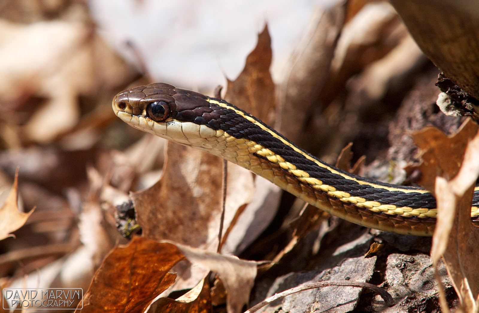 David Marvin Photography - Lansing, Michigan: Sneaky Snake