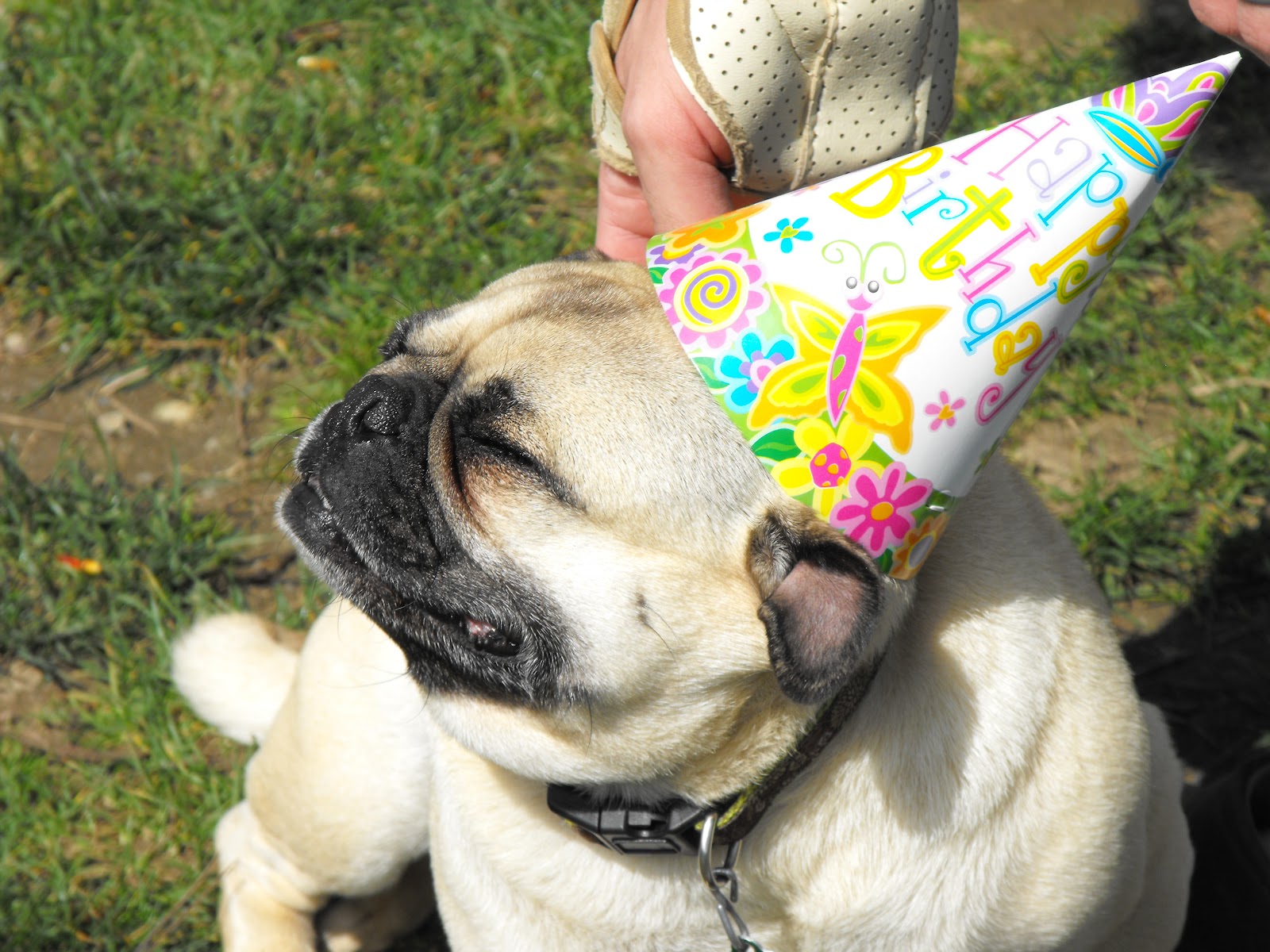 Party Pug